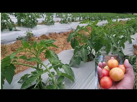 , title : 'زراعة الطماطم (البندورة) من البداية حتى جني المحصول'