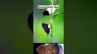 Download lagu Burung Over Populasi Burung Emprit Jawa #shorts #burung mp3 Download lagu Burung Over Populasi Burung Emprit Jawa #shorts #burung mp3