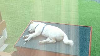 飼い犬が寝ている時にエンジンをかけたら？