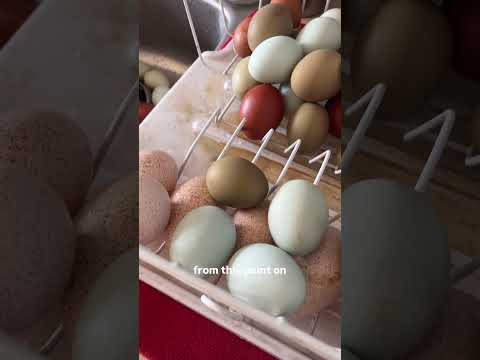 Incubating Eggs: Prep, Tips & Success!