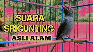 Download lagu BURUNG SRIGUNTING ABU-ABU (KELABU) GACOR SUARA ASLI LIAR SEPERTI DI HUTAN mp3 Download lagu BURUNG SRIGUNTING ABU-ABU (KELABU) GACOR SUARA ASLI LIAR SEPERTI DI HUTAN mp3