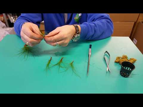 Aquaplantsonline - Uitleg behandeling Eleocharis acicularis (naaldgras) planten.