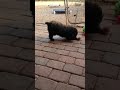 Video thumbnail 9 — Scott - An SOS Dog