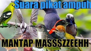 Download lagu Suara pikat burung kecil ribut kombinasi tembakan srigunting abu mp3 Download lagu Suara pikat burung kecil ribut kombinasi tembakan srigunting abu mp3