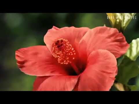 Sumaya Sumaya Song Status | Andro Nca X Natural Flowers 💓 Touching Feels | New Whatsapp Status |