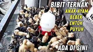 Download lagu ANAK AYAM BEBEK ENTOK PUYUH SEMUA ADA DI SINI BIBIT BUAT TERNAK mp3