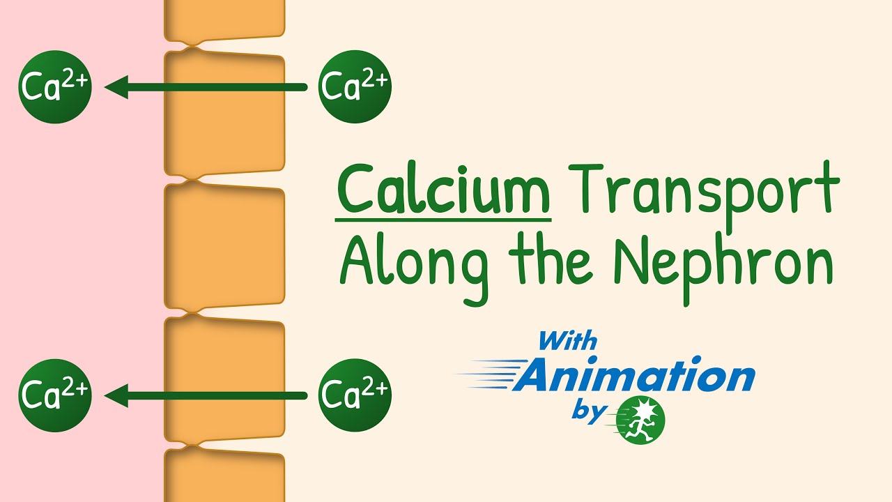 Mechanisms of Transport of Calcium in Different Parts of Renal Tubule | Tubular Processing