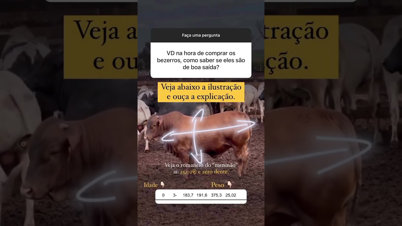 Como Avaliar se os Bezerros são de Boa Saída na Hora da Compra?#pecuaria #animal #boi #bezerro #agro