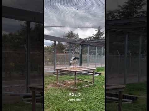 コウノトリを庭に呼び込むにはどうすればよいですか？巣はどうやって作るの？  庭園