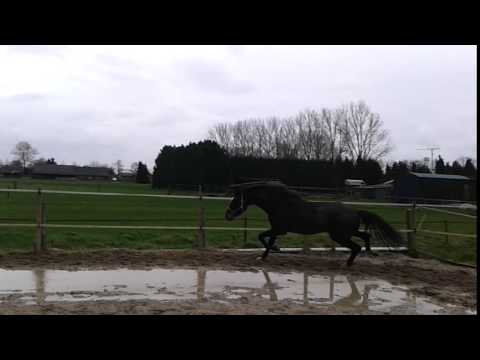 Bretton Woods X Sandro Hit mare 2013