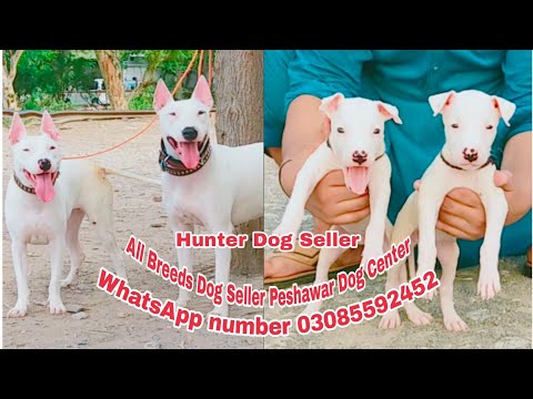 #Kohati_Gultair_Dog #Bully_Gultair Call and WhatsApp number 03085592452