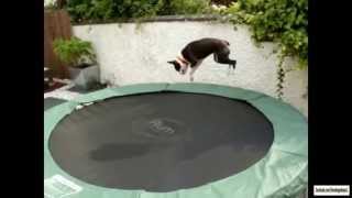 Dogs on Trampolines Compilation