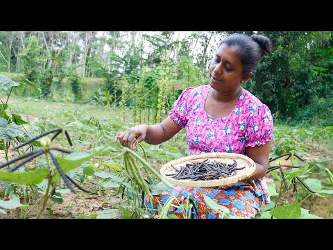 Cholesterol Controlling, Good for the Heart, Breakfast Recipe for Mung Bean Sprouts.village Kitchen