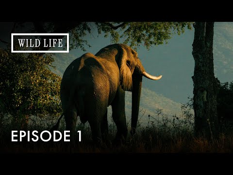 Searching for the Biggest Elephant in Africa | The Last Great Tuskers | Episode 1