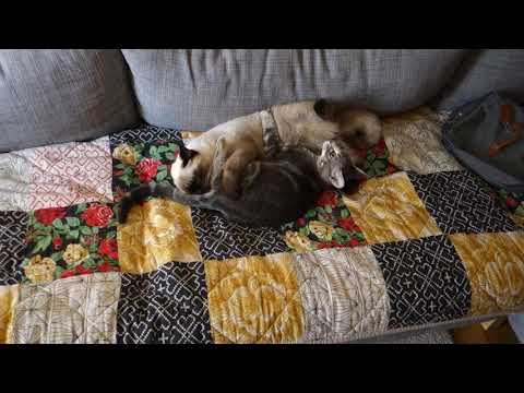 Iffy and Toffe Play 003