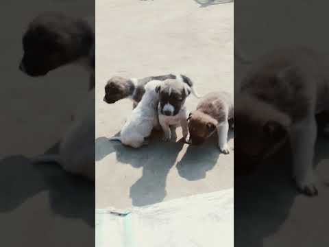 mai use kharidna #short#short#short#comedi