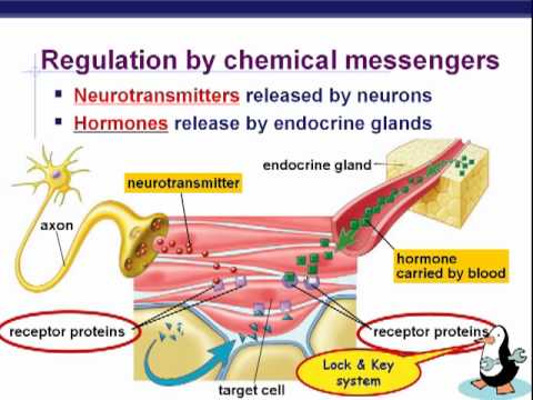 Endocrinology lectures on YouTube | GMED