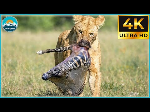 Craziest Lion Attacks Ever Caught On Camera #NatureDocumentary | Wild Animals #97