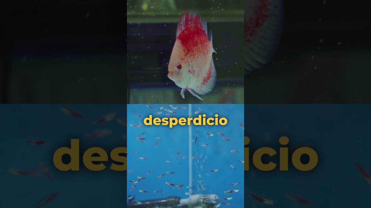 Alimento Flake Fish Food en escamas de Porpoise