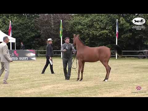 N 106 AJ ESRA   Strohen 2021 International B Show   Yearling Fillies Class C
