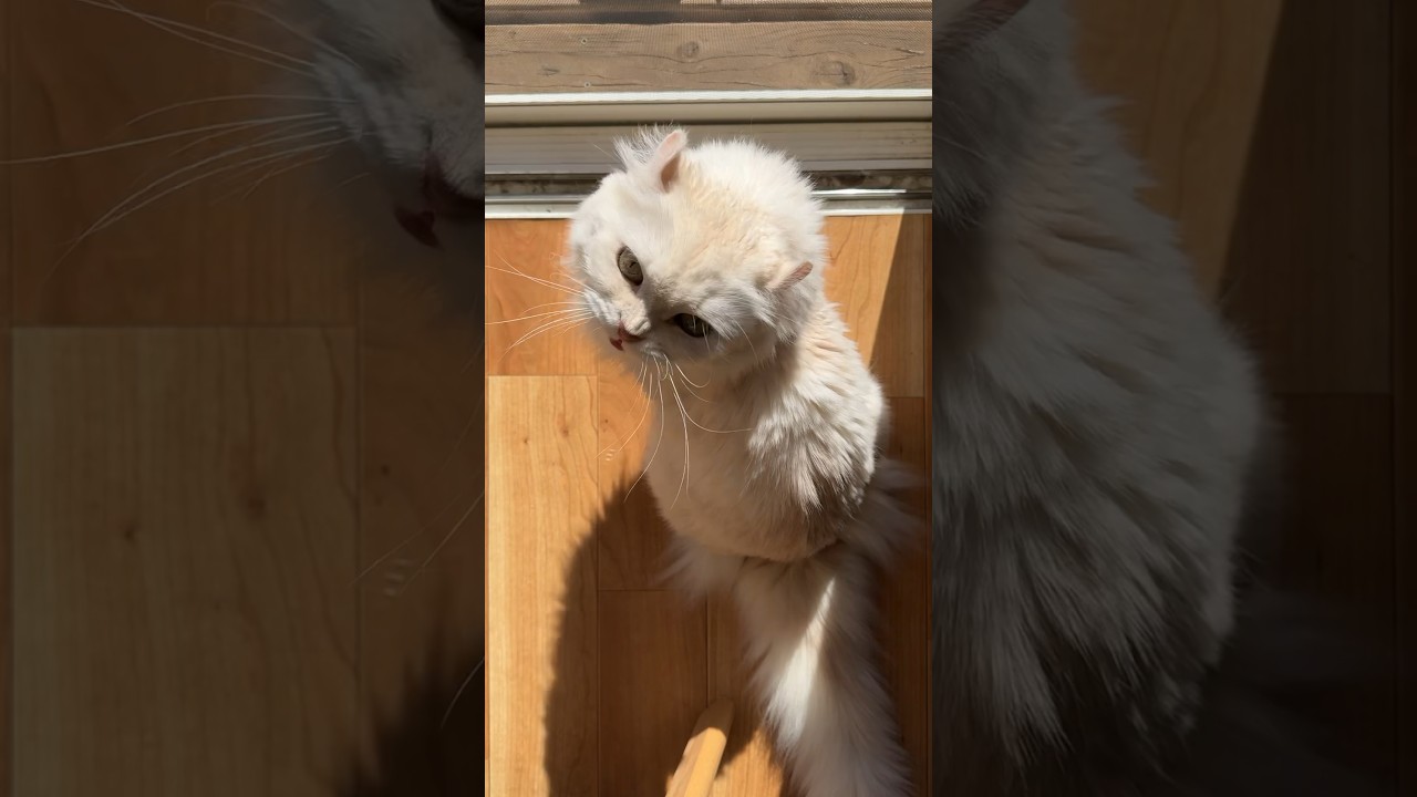 蝶々に忙しいマロン #ちゃちゃ #マロン