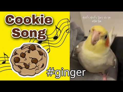 Cookie Song Bird Cockatiel #gingerจิงเจอร์ปุ๊ดๆ | Training Sounds for Birds #parrots
