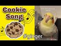 Cookie Song Bird Cockatiel #gingerจิงเจอร์ปุ๊ดๆ | Training Sounds for Birds #parrots
