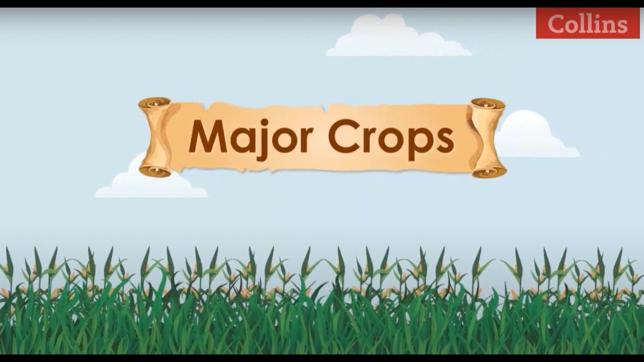 Major Crops