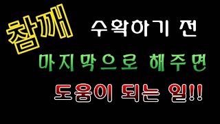 [텃밭농부.726]  참깨 수확전에 해주면 좋은 마지막 작업 #참깨재배