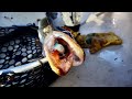 Video Thumbnail for Fishing my favourite lures (Episode 2)