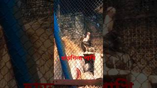Download lagu Dhaka Zoo || Harigila bird #travel #dhakazoo #everyone mp3 Download lagu Dhaka Zoo || Harigila bird #travel #dhakazoo #everyone mp3