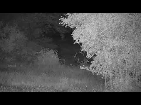 Djuma: Elephants across the dam at shallow end - 20:35 - 12/26/21