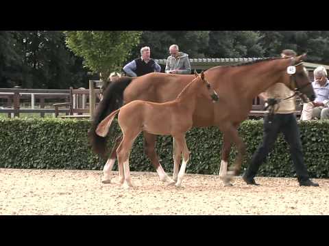 Hf Benicio x Dormello