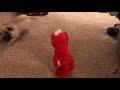 Lola Met Tickle Me Elmo