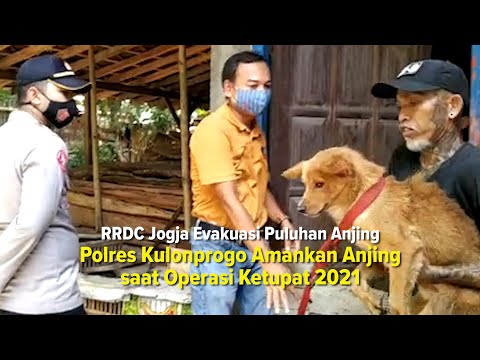 Ron-ron Dog Care Jogja Evakuasi Puluhan Anjing Selundupan