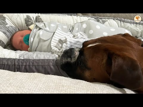 Boxerhund kann seine Gefühle nicht zurückhalten, als er seine Schwester zum ersten Mal trifft