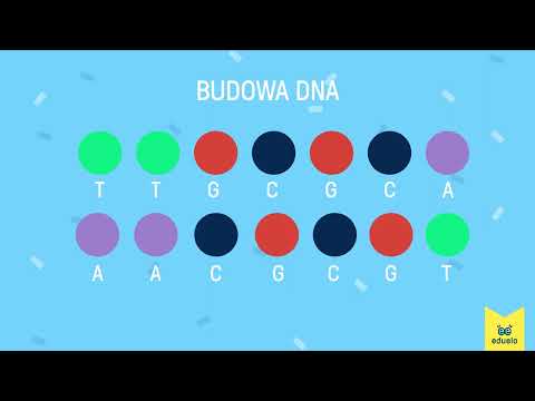 Budowa DNA – Biologia, Klasa V - VIII - Eduelo.pl