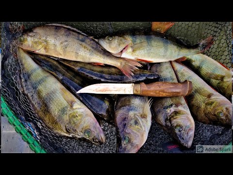 NÄTTIÄ AHVENTA USEITA KILOJA JIGILLÄ JA PERCH SPINNERILLÄ!