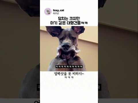 덩치는 크지만 아기 같은 대형견들ㅋㅋ
