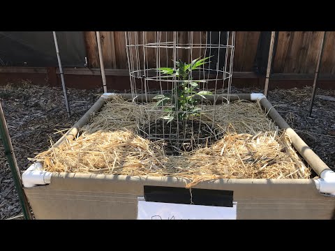 Growing Pains & Lessons Learned || 5-26-2022