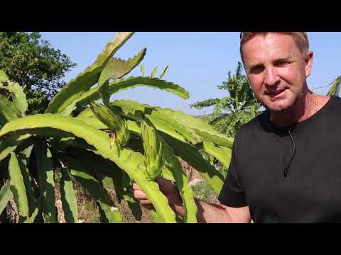 download lagu mp3 mp4 Dragon Fruit Vietnam, download lagu Dragon Fruit Vietnam gratis, unduh video klip Dragon Fruit Vietnam