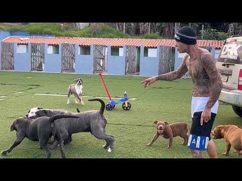 Cruza de raças diferentes com o Fila Brasileiro 🇧🇷