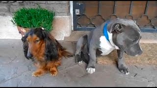 La culpa de un pitbull por hacer una travesura se vuelve viral