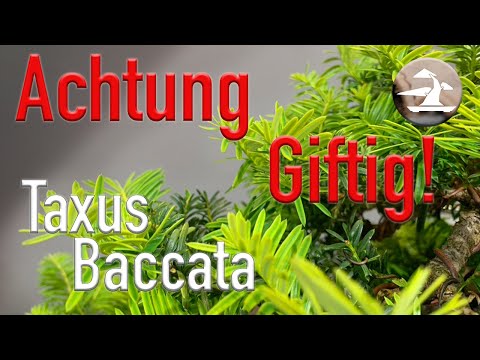 Weiterentwickeln einer Eibe. Ein Bonsai wird erkennbar!