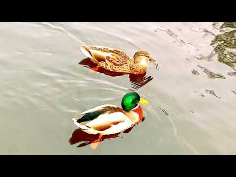 Ducks quacking and splashing on the river/ Duck sounds