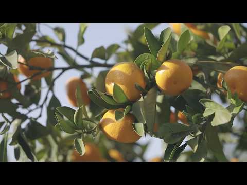 やまぐち映像図鑑 NO.025 周防大島のみかん狩り［周防大島町］ | Suo-Oshima Mandarin Picking [ Suooshima-town ]