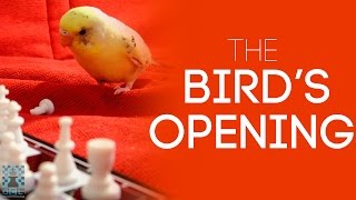The Bird&#39;s Opening: A very aggressive one! - GM Roman Dzindzichashvili