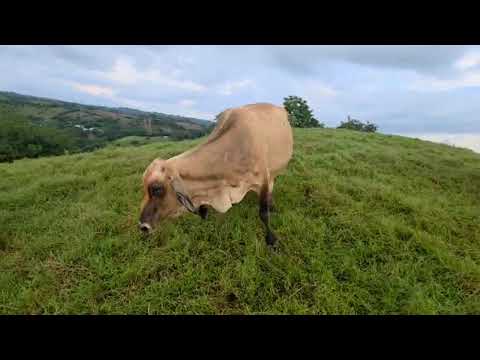 Hermosa vaca llenando para parir en Sonsonate santo domingo de Guzmán WhatsApp 60632341