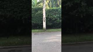 Paparazzo filho x lua 20 