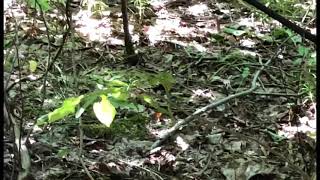 Little Chipmunk 🐿 wild & free #SHORTS
